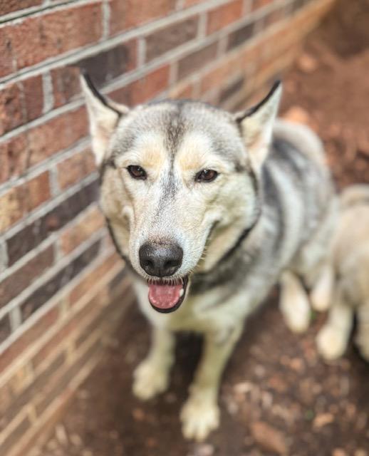 Ophelia, Young Female Husky