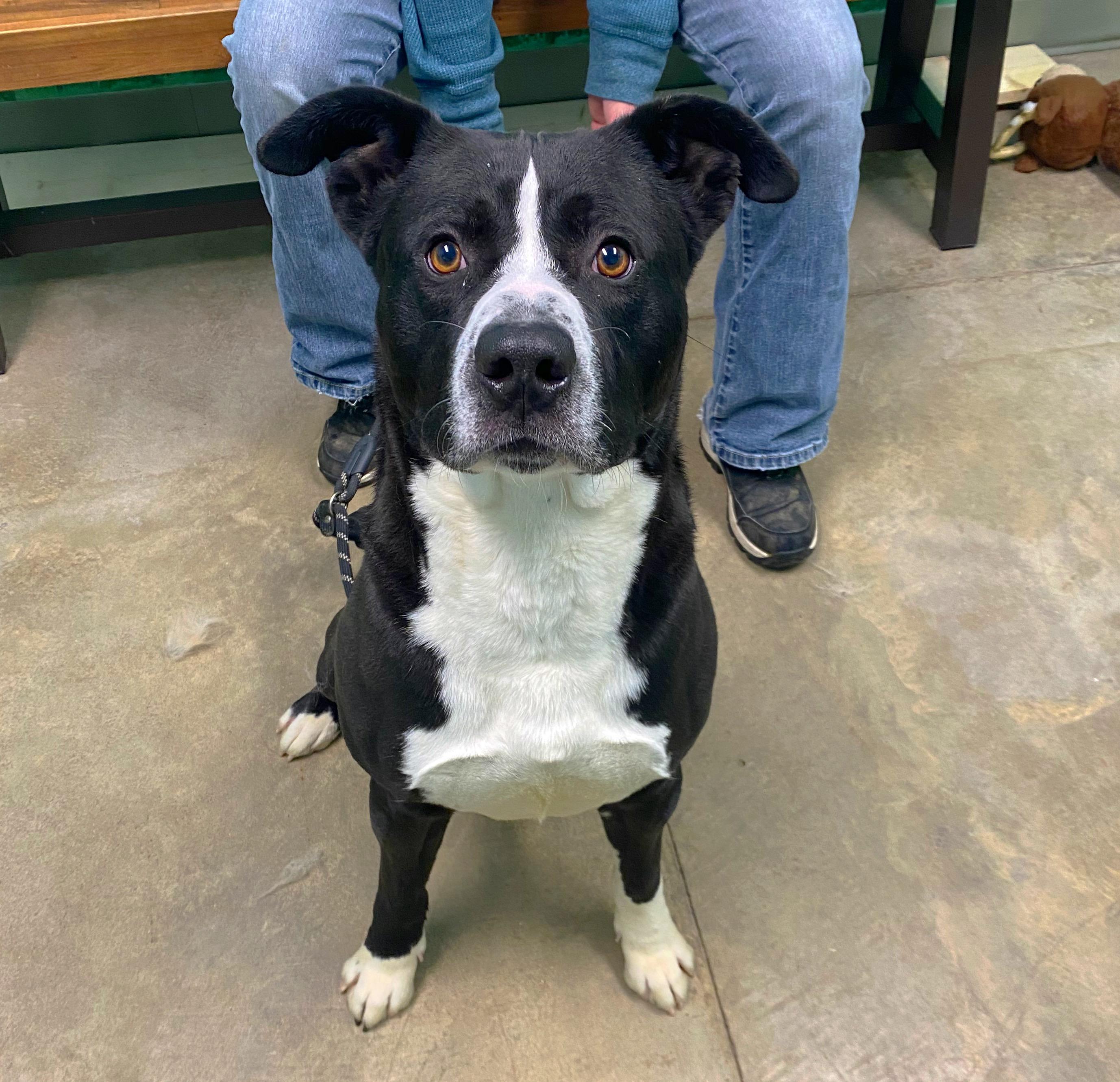 Enlarge Caesar, a Adoptable mixed breed in Godfrey, IL image 1/1