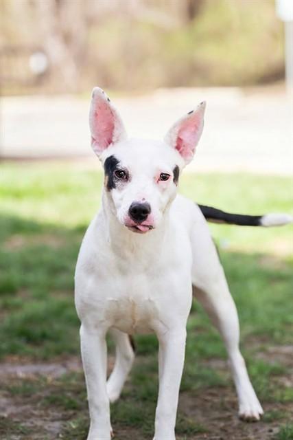 Enlarge LYRA, a Adoptable mixed breed in Belleville, IL image 1/1
