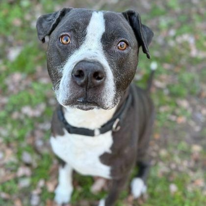 DILLO, a ADOPTABLE Mixed Breed in Fernandina Beach, FL image 3/3