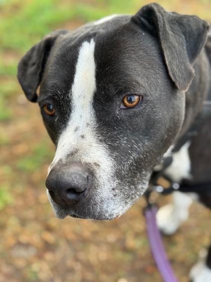 DILLO, a ADOPTABLE Mixed Breed in Fernandina Beach, FL image 2/3