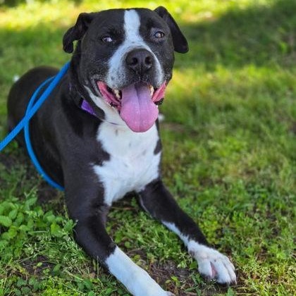 DILLO, ADOPTABLE, Adult Male Mixed Breed.