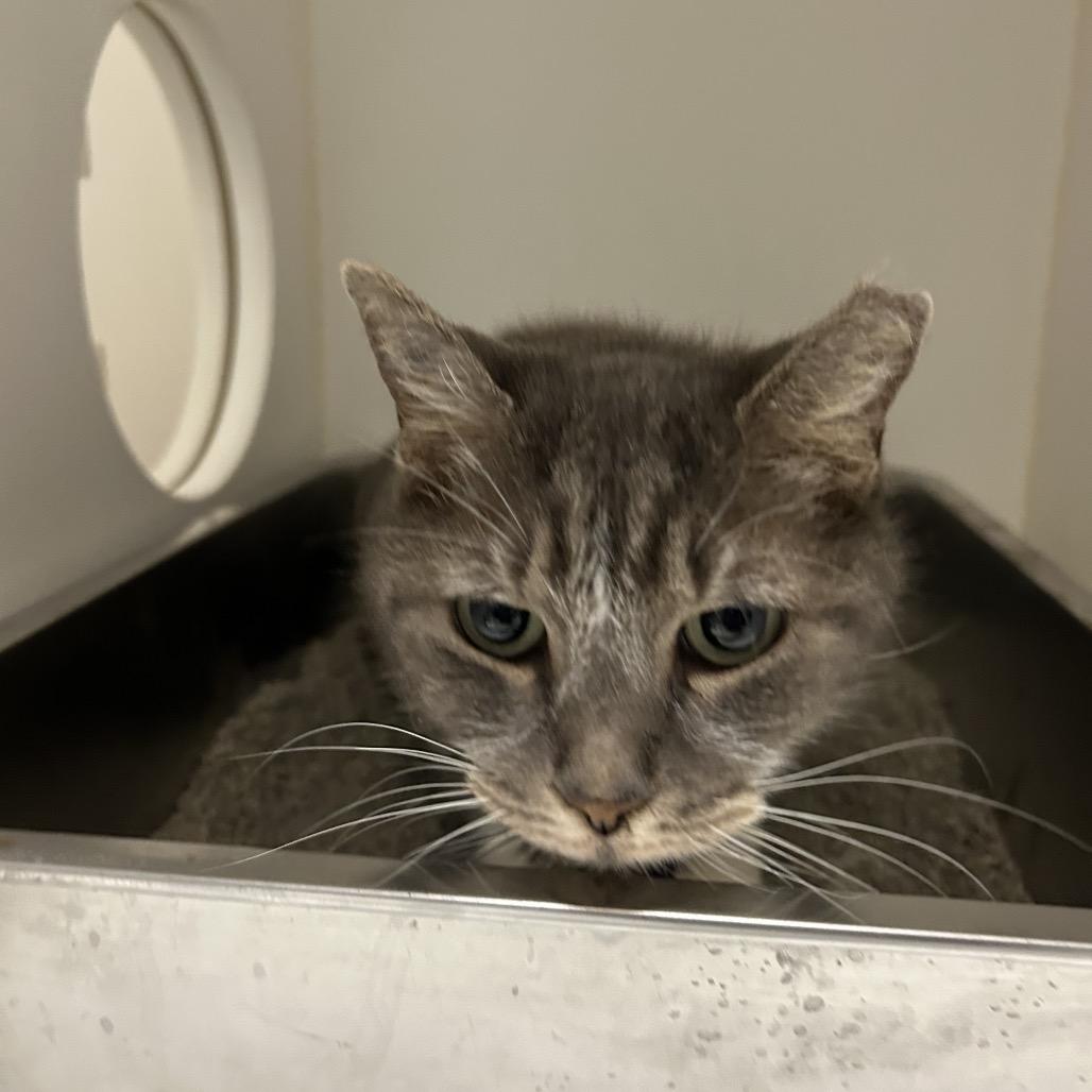 Emmy, Adoptable, Adult Female American Shorthair.