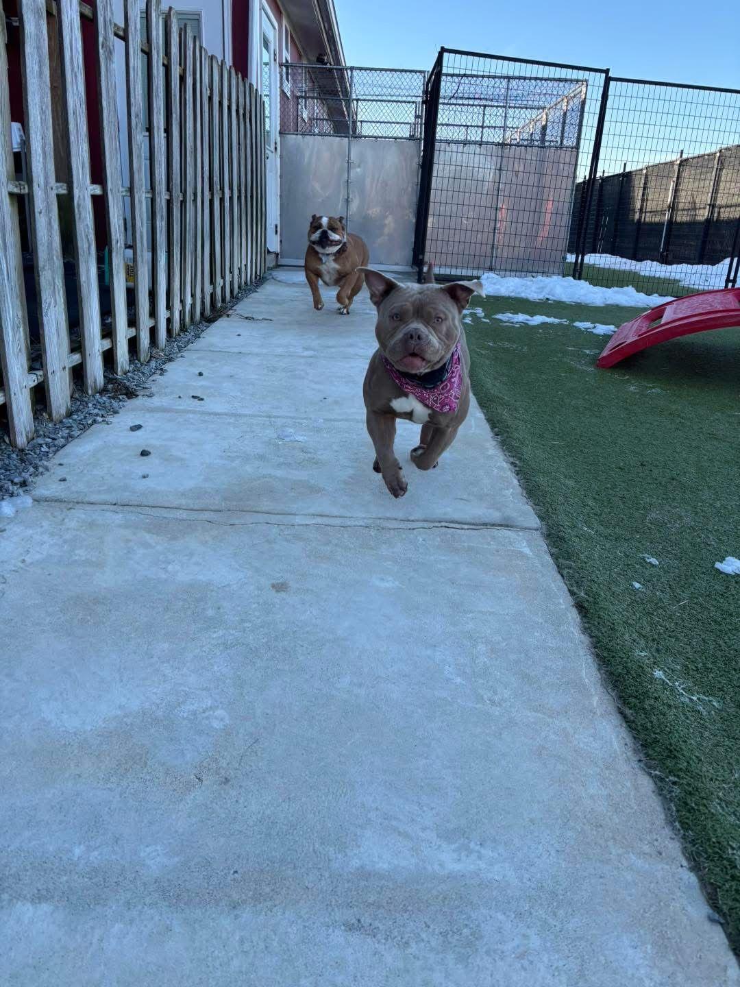 Bonnie, Adoptable, Young Female Pit Bull Terrier.