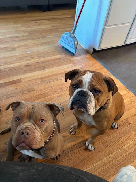 Enlarge Bonnie, a Adopted Pit Bull Terrier in Columbia, MD image 2/3