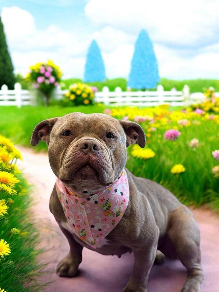 Enlarge Bonnie, a Adopted Pit Bull Terrier in Columbia, MD image 3/3