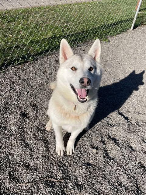 Dinozzo, a Adoptable mixed breed in Crescent city, CA image 1/5