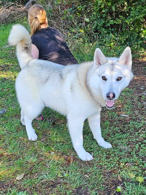 Dinozzo, a Adoptable mixed breed in Crescent city, CA image 3/5