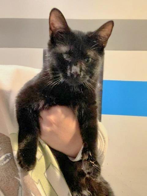 Elvira (FeLV+)