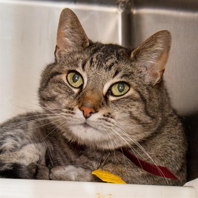 Enlarge TONY, a Adoptable Domestic Short Hair in Saint Louis, MO image 1/1