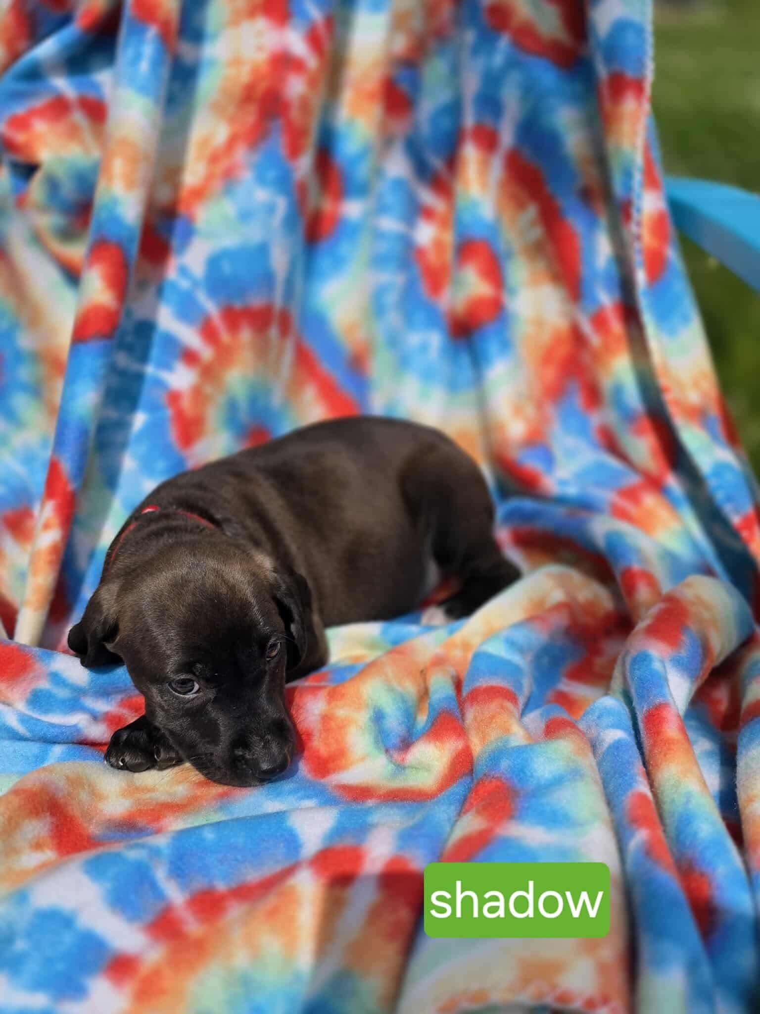 Shadow, an adoptable Labrador Retriever & American Staffordshire Terrier Mix in Lowell, IN_image-1