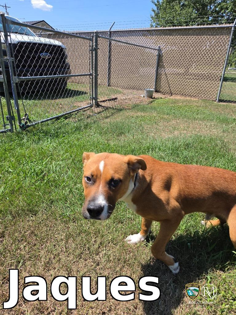 Enlarge Jaques, a Adoptable Shepherd in Rocky Mount, NC image 2/2