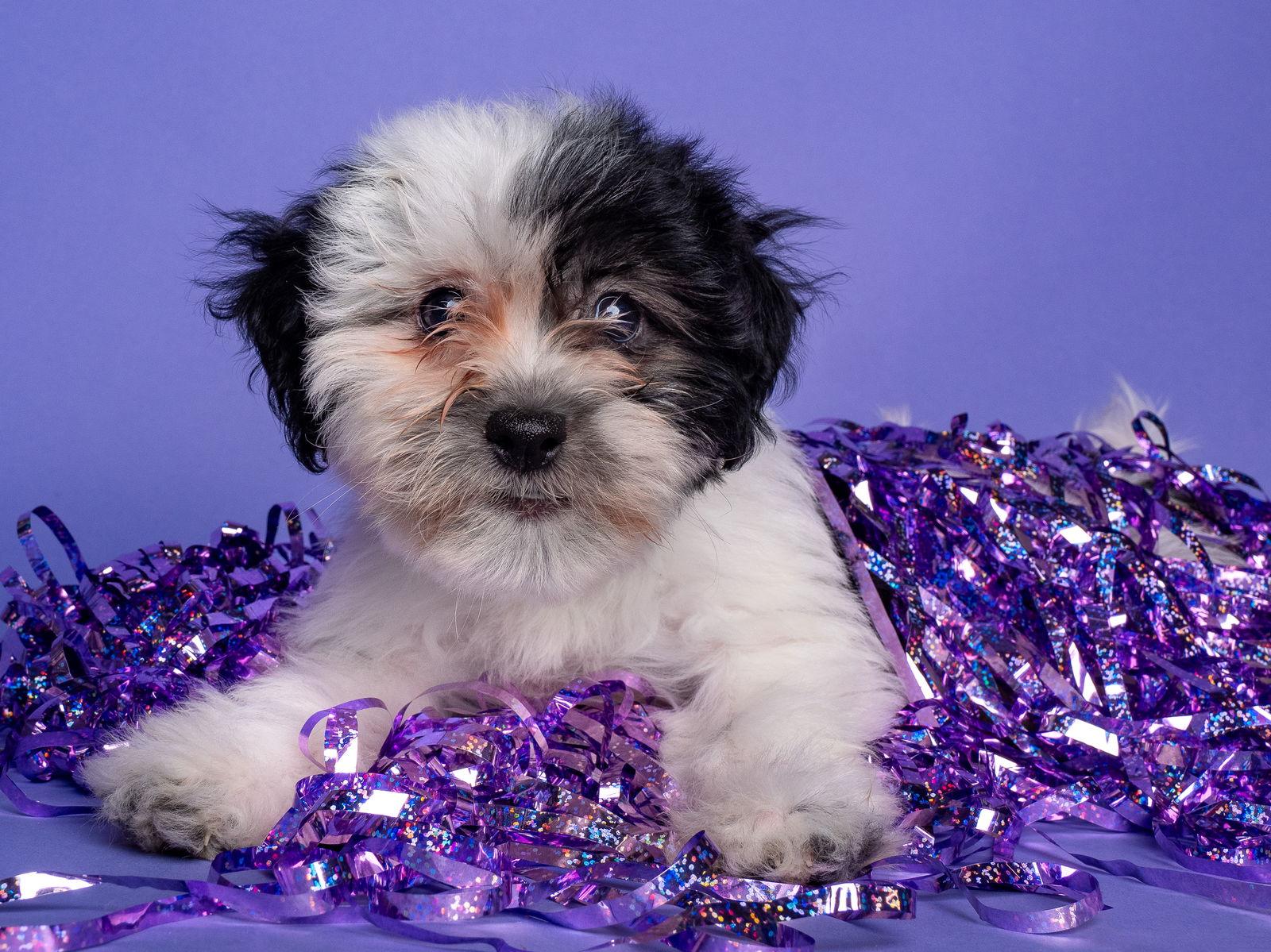 Sol: Venus, Adoptable, Puppy Female Shih Tzu & Schnauzer.