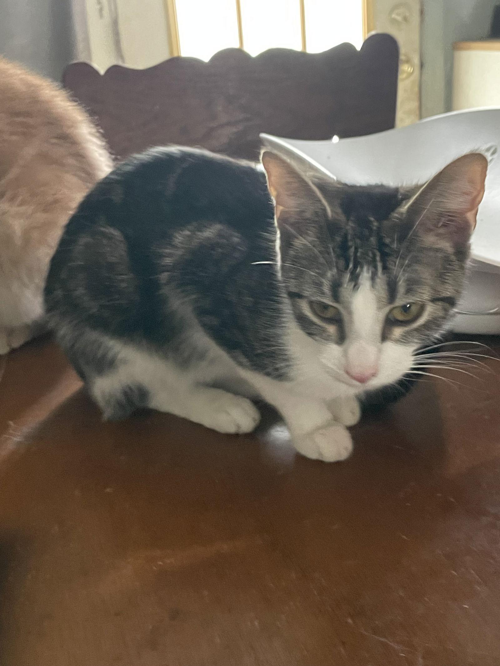 Chloe- OHIO Adoption, Adoptable, Young Female Domestic Short Hair.