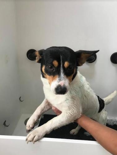 Louie, Adopted, Adult Male Rat Terrier.
