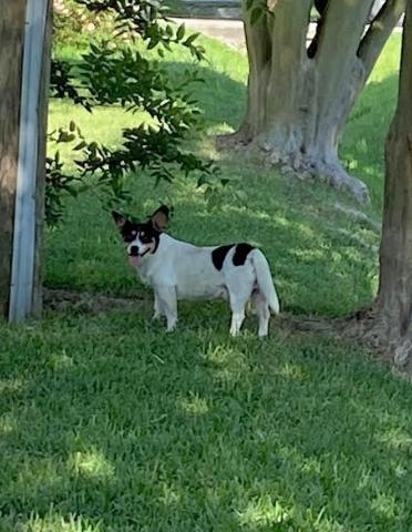 Louie, a Adopted mixed breed in Littleton, CO image 2/4