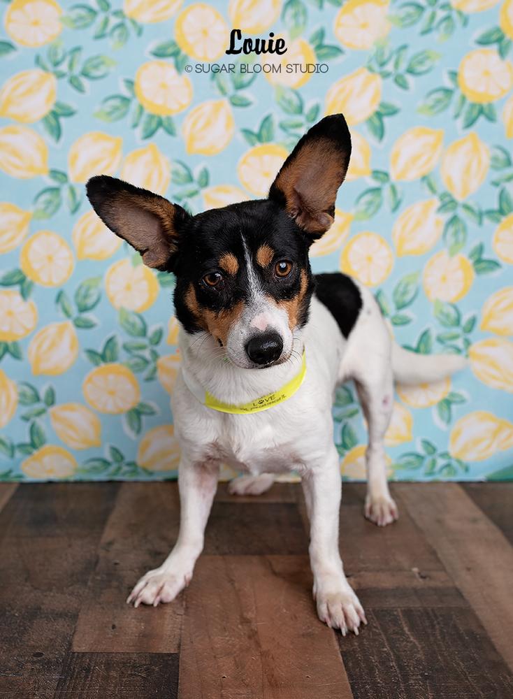 Louie, a Adopted mixed breed in Littleton, CO image 4/4