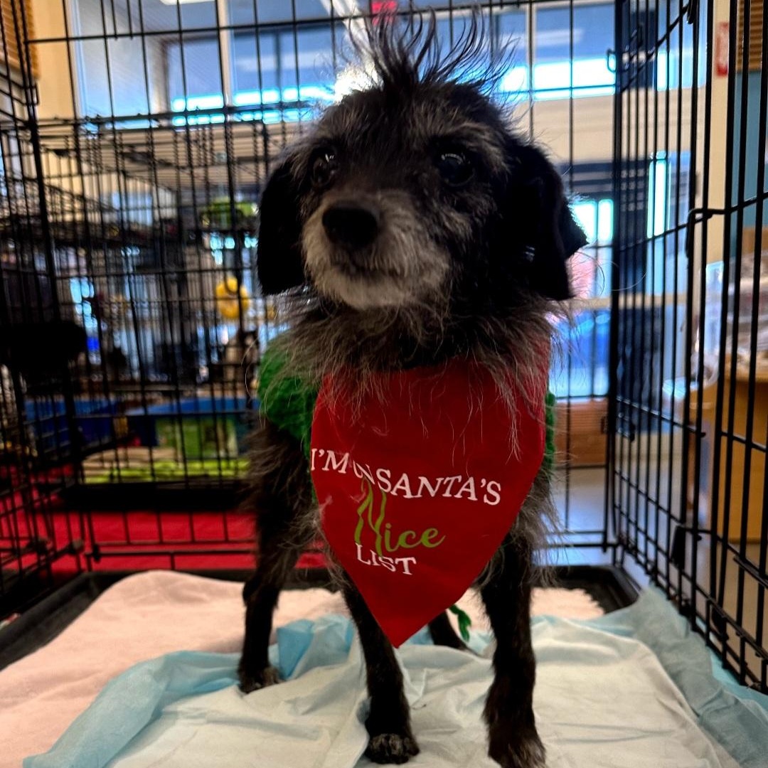 Bitsy, a ADOPTABLE Rat Terrier in Raeford, NC image 1/4