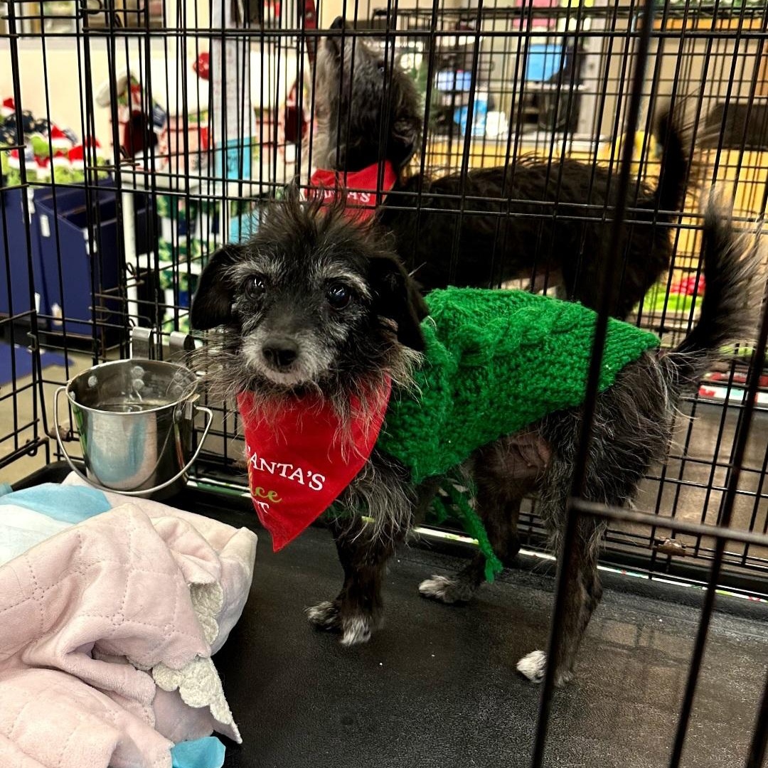 Bitsy, a ADOPTABLE Rat Terrier in Raeford, NC image 2/4