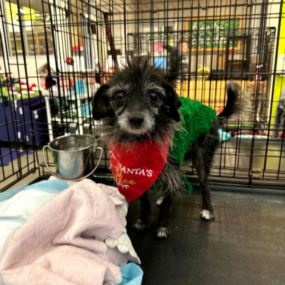 Bitsy, a ADOPTABLE Rat Terrier in Raeford, NC image 3/4