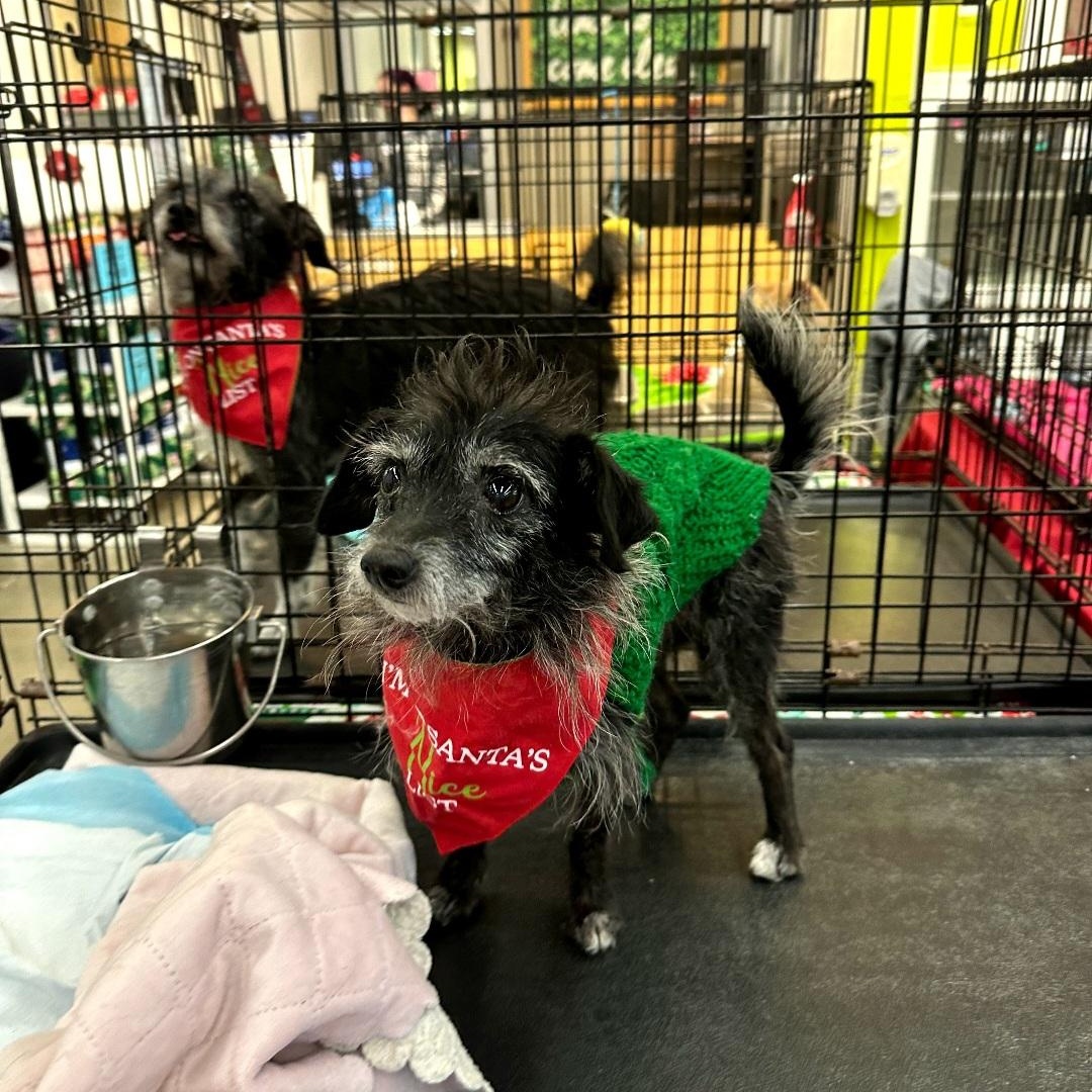 Bitsy, a ADOPTABLE Rat Terrier in Raeford, NC image 4/4