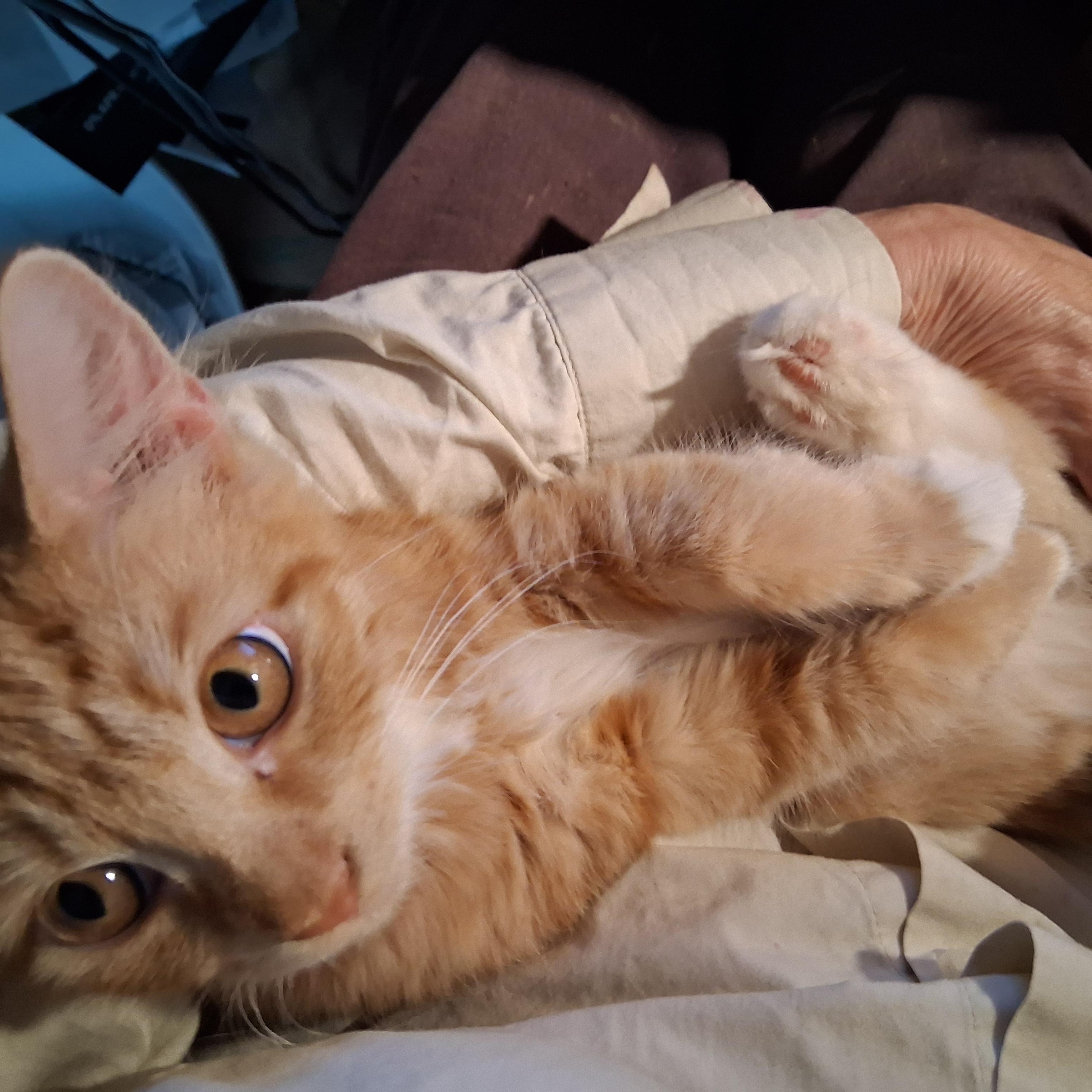 Juliette, Adoptable, Young Female Domestic Medium Hair.