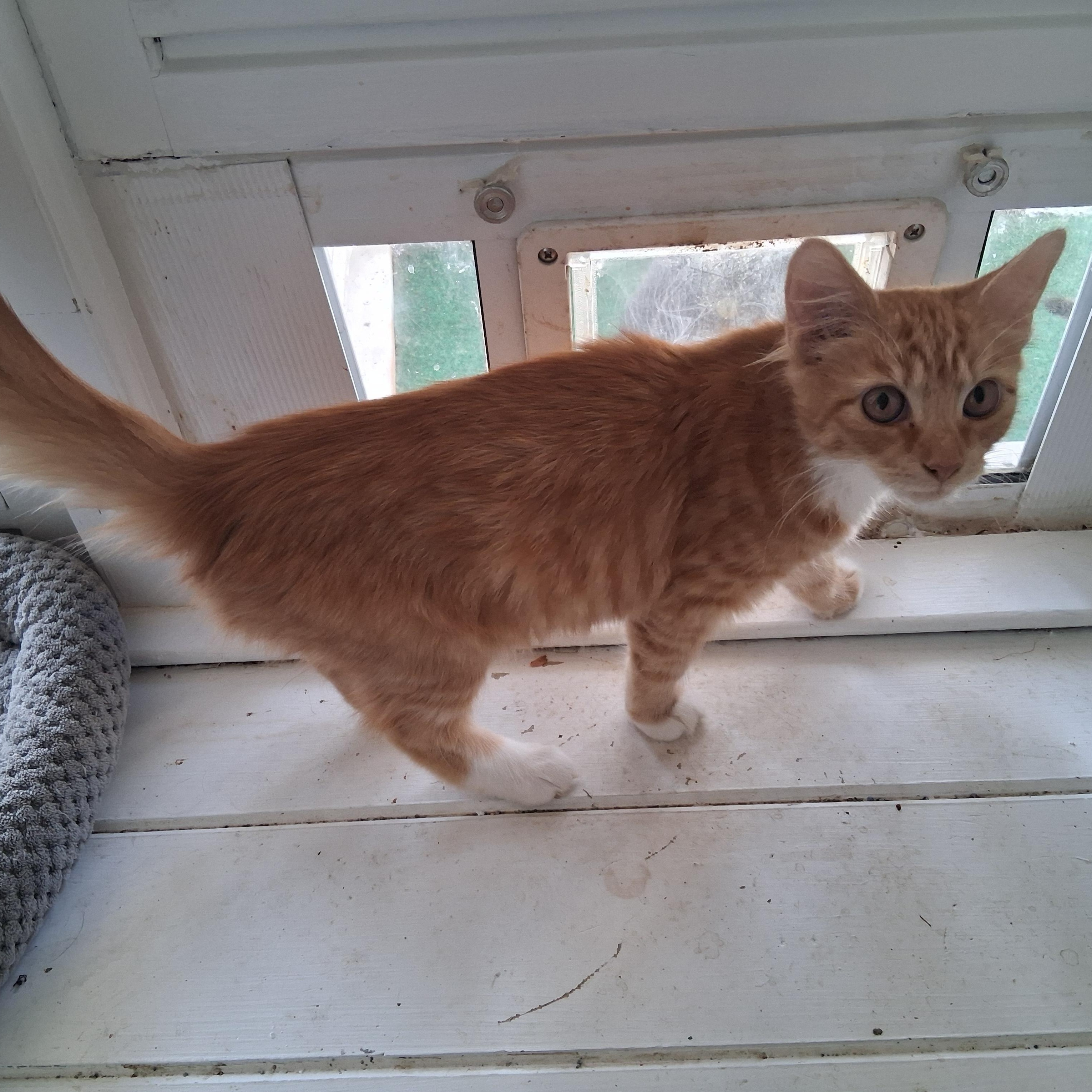 Enlarge Juliette, a Adoptable Domestic Medium Hair in Greensboro, NC image 2/5