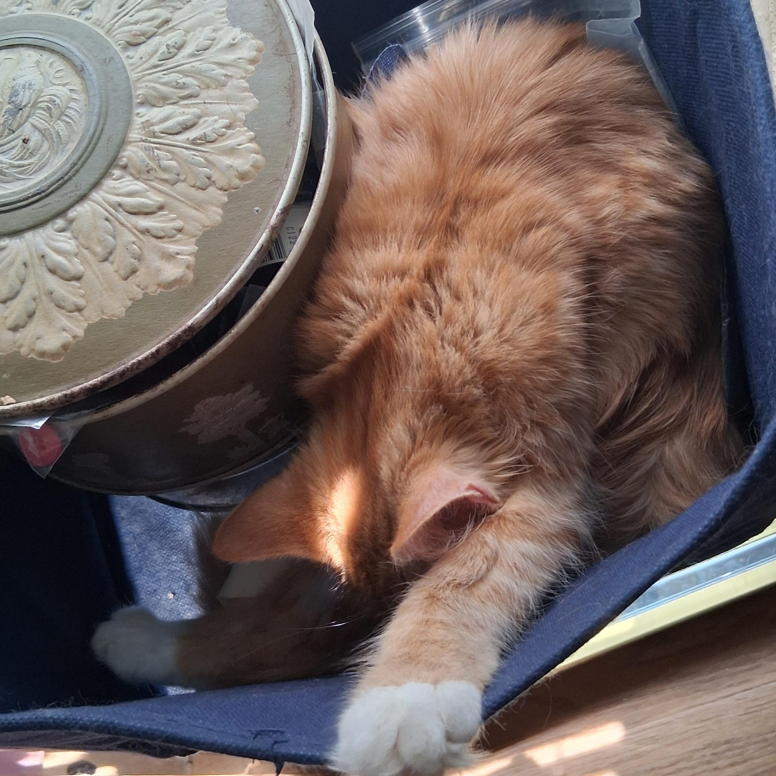 Enlarge Juliette, a Adoptable Domestic Medium Hair in Greensboro, NC image 5/5