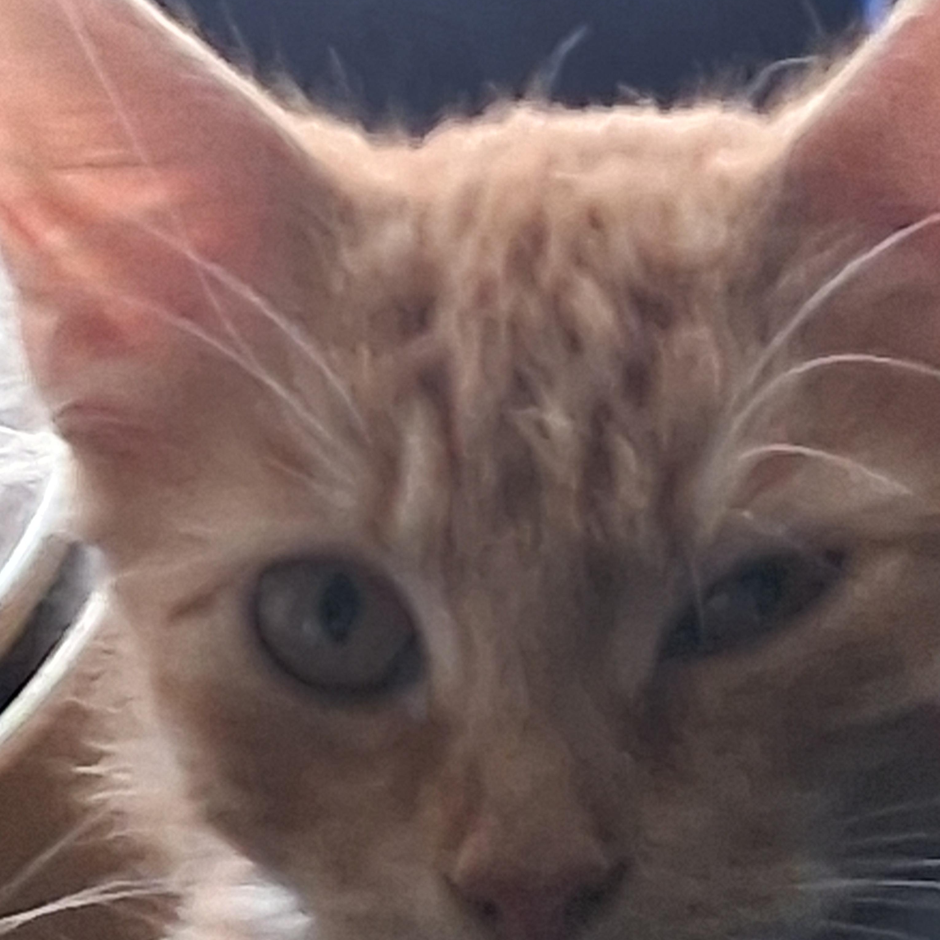 Enlarge Juliette, a Adoptable Domestic Medium Hair in Greensboro, NC image 4/5