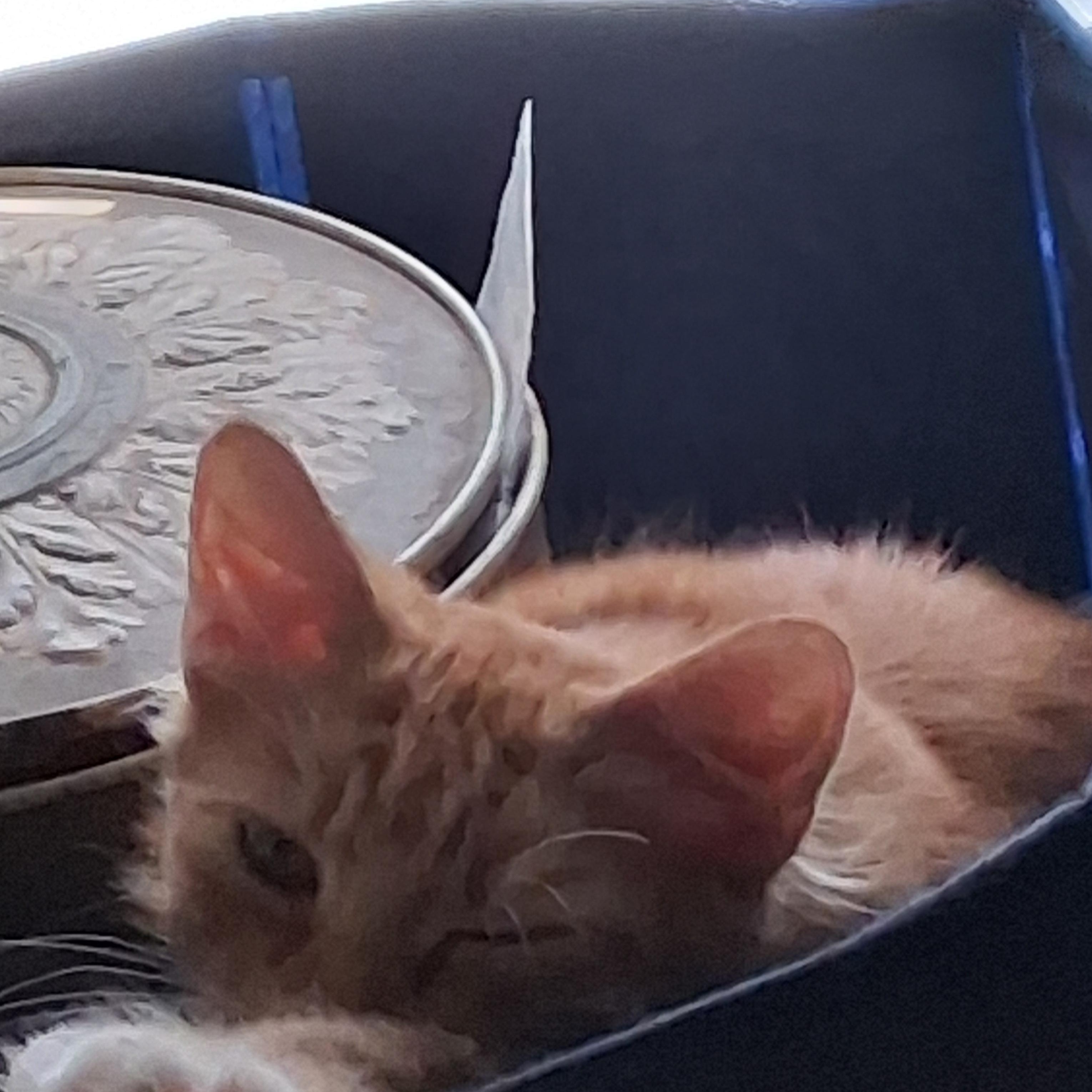 Enlarge Juliette, a Adoptable Domestic Medium Hair in Greensboro, NC image 3/5