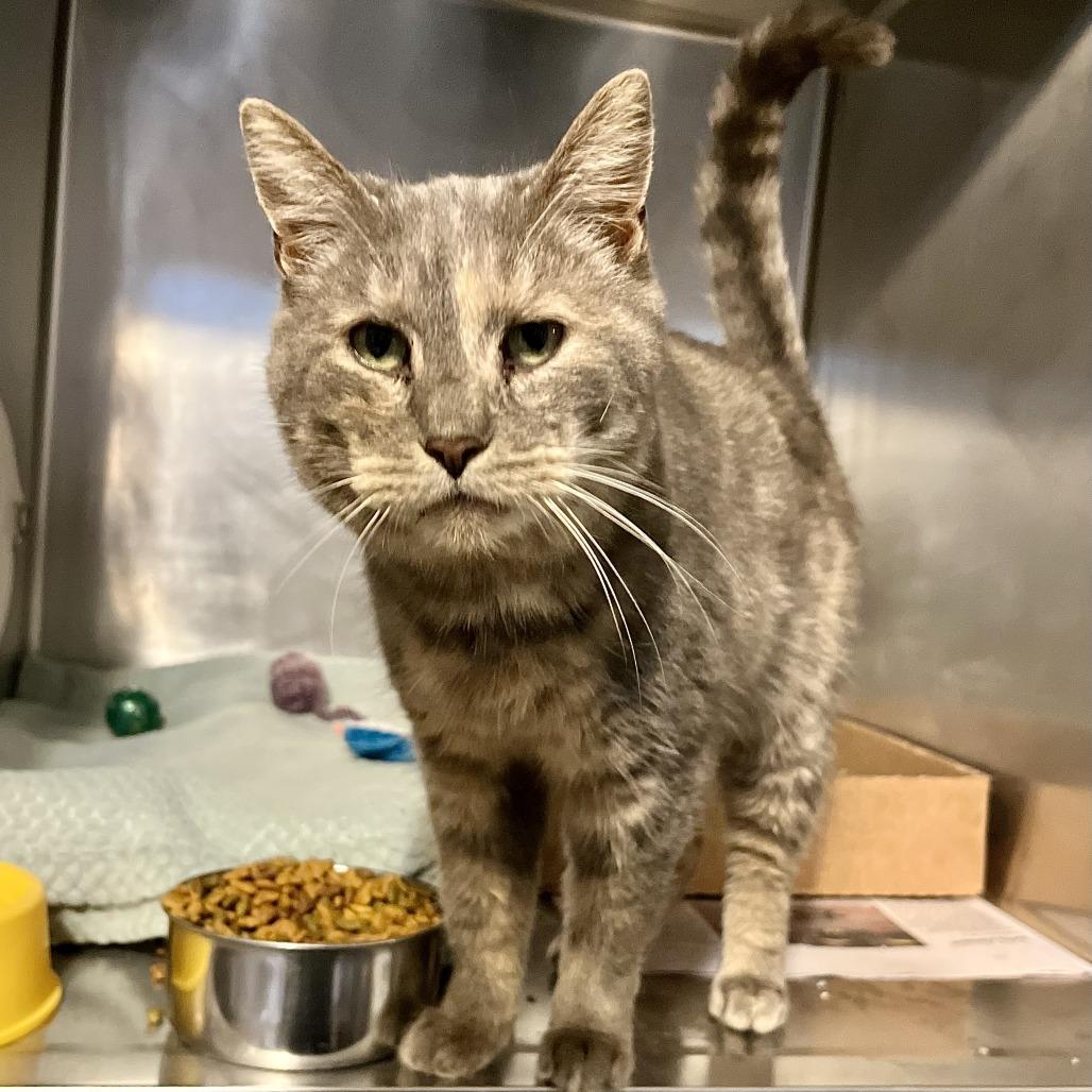 Twinkle T, Adoptable, Senior Female Domestic Short Hair.