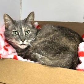 Twinkle T, a Adoptable Domestic Short Hair in Novelty, OH image 2/3