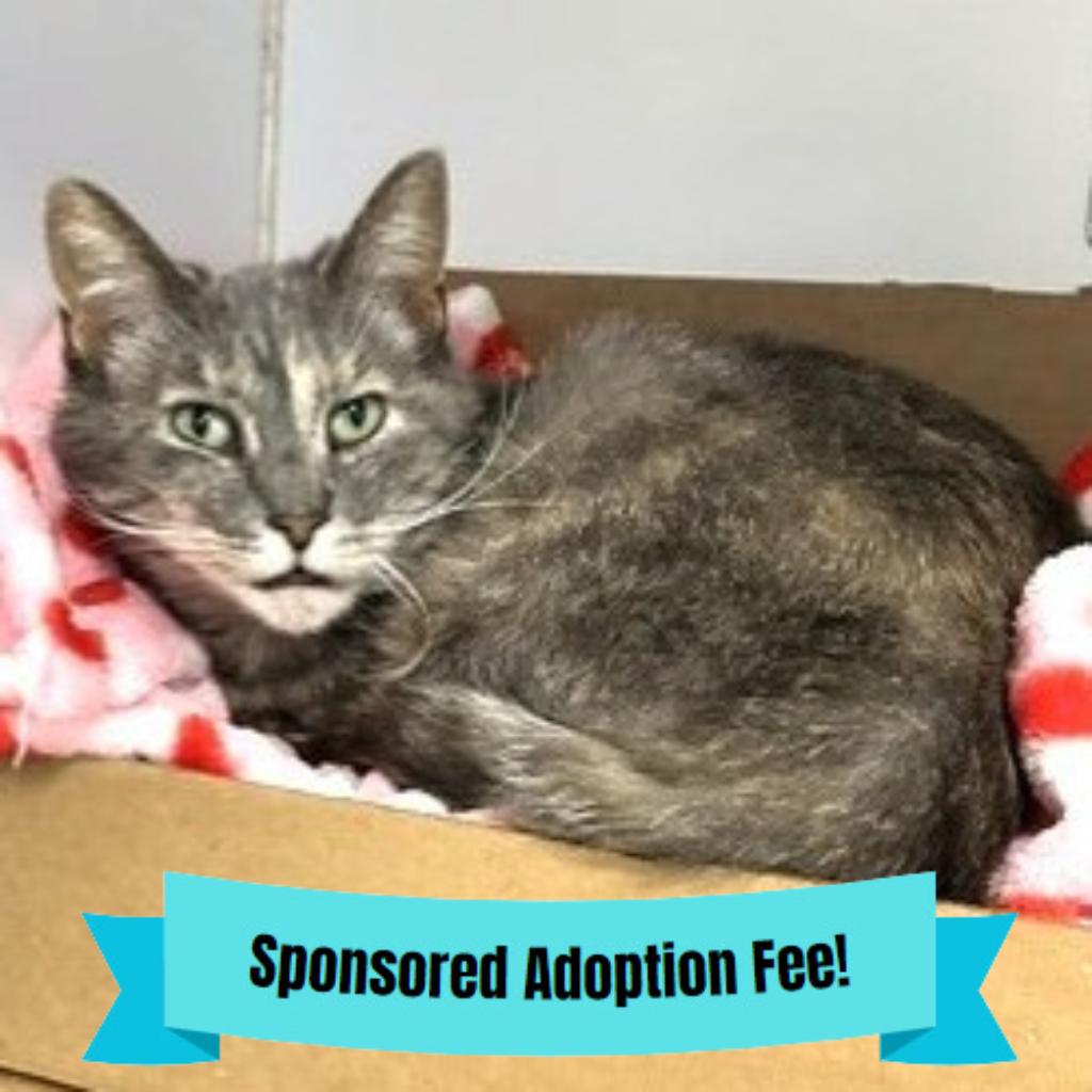 Twinkle T, a Adoptable Domestic Short Hair in Novelty, OH image 3/3