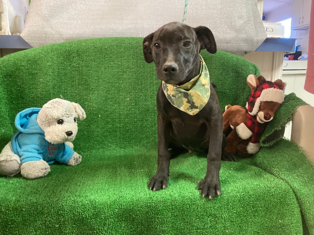 Coco, a Adoptable mixed breed in El Paso, TX image 4/6