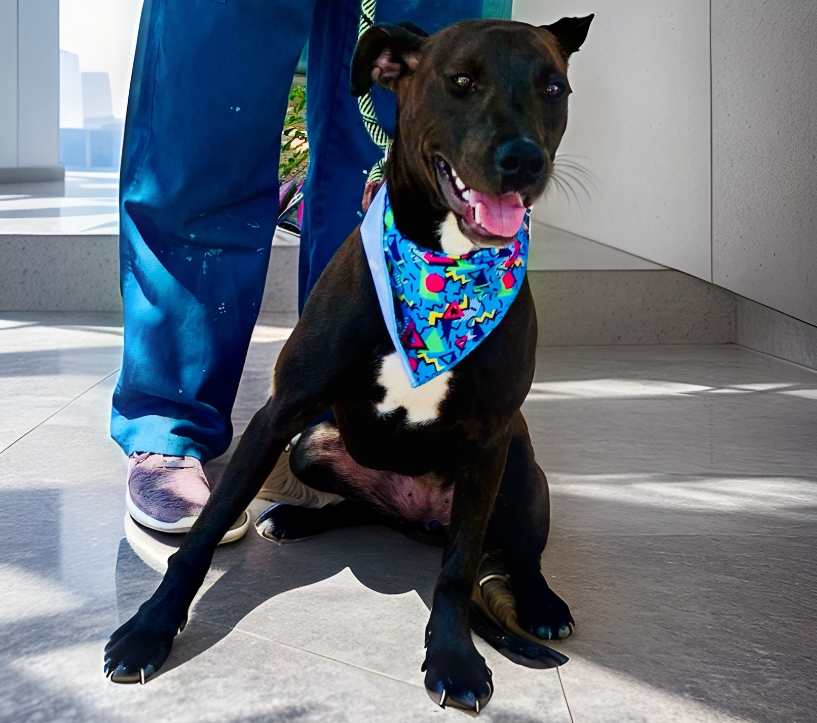 Coco, a Adoptable mixed breed in El Paso, TX image 1/6