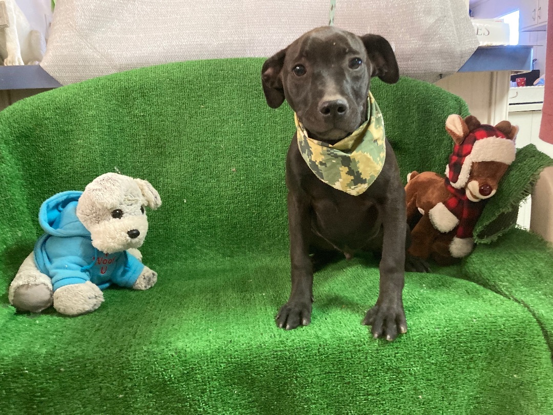 Coco, a Adoptable mixed breed in El Paso, TX image 5/6