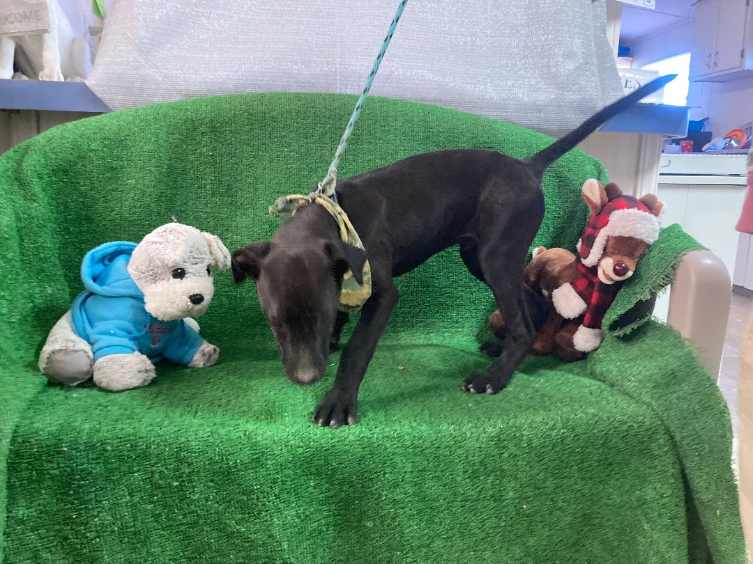 Coco, a Adoptable mixed breed in El Paso, TX image 6/6