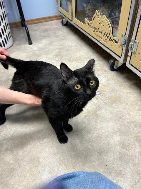 Enlarge Lord Buntington, a Adoptable Domestic Short Hair in Anoka, MN image 1/1