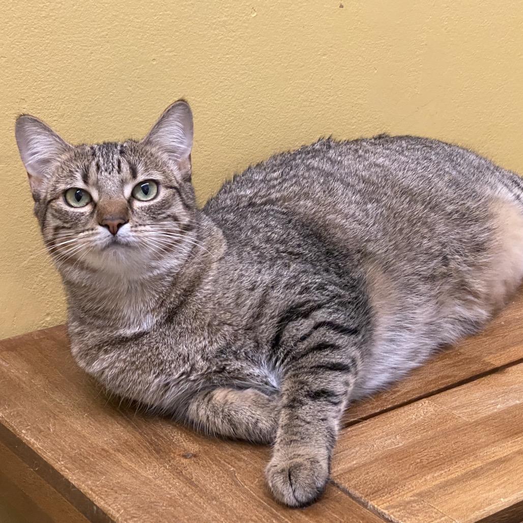 Riley, Adoptable, Adult Female Domestic Short Hair.