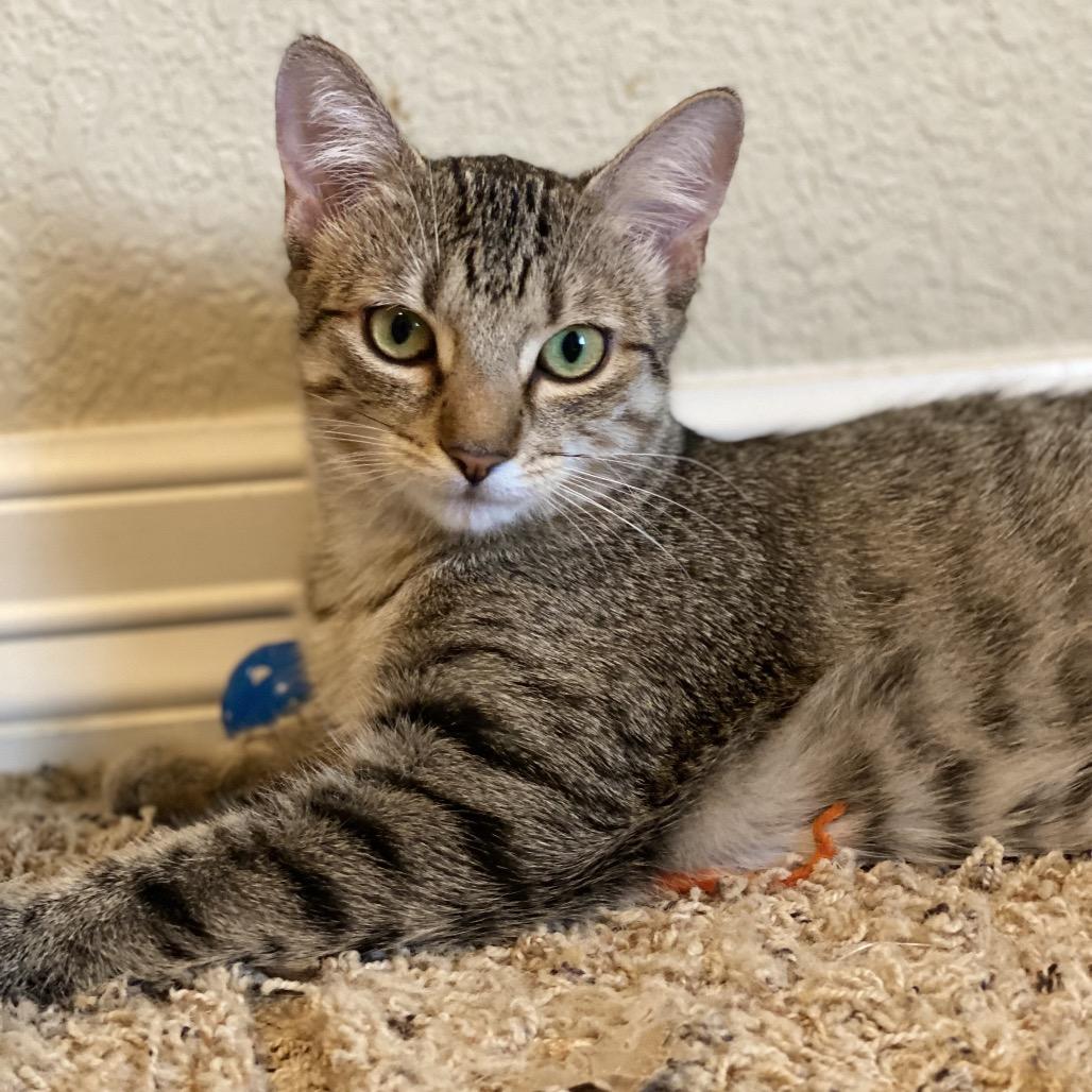 Enlarge Riley, a Adoptable Domestic Short Hair in Leander, TX image 2/3