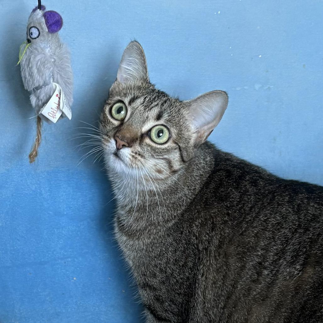 Enlarge Riley, a Adoptable Domestic Short Hair in Leander, TX image 3/3