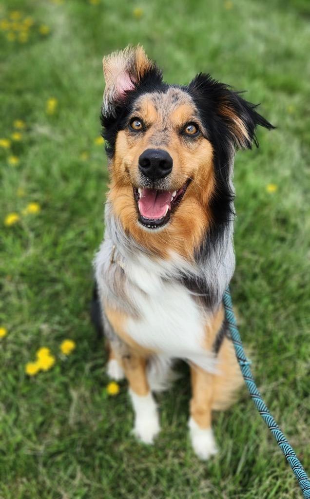 Enlarge Tucker, a Adoptable Australian Shepherd in Marion, OH image 1/2