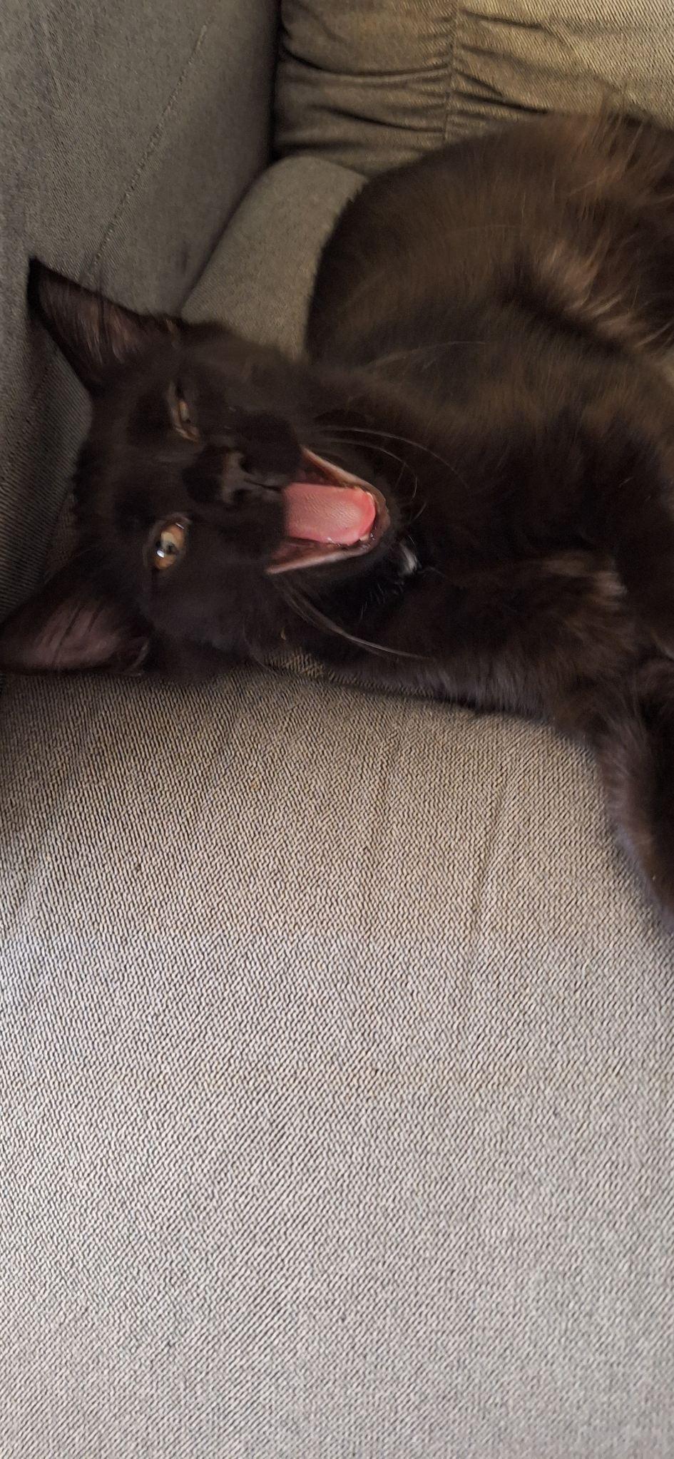 Coal