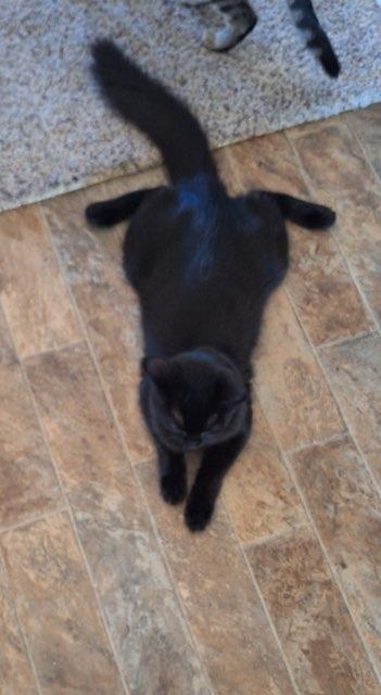 Coal, an adoptable Domestic Short Hair in Chino valley, AZ, 86323 | Photo Image 5