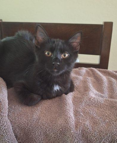 Coal, an adoptable Domestic Short Hair in Chino valley, AZ, 86323 | Photo Image 1