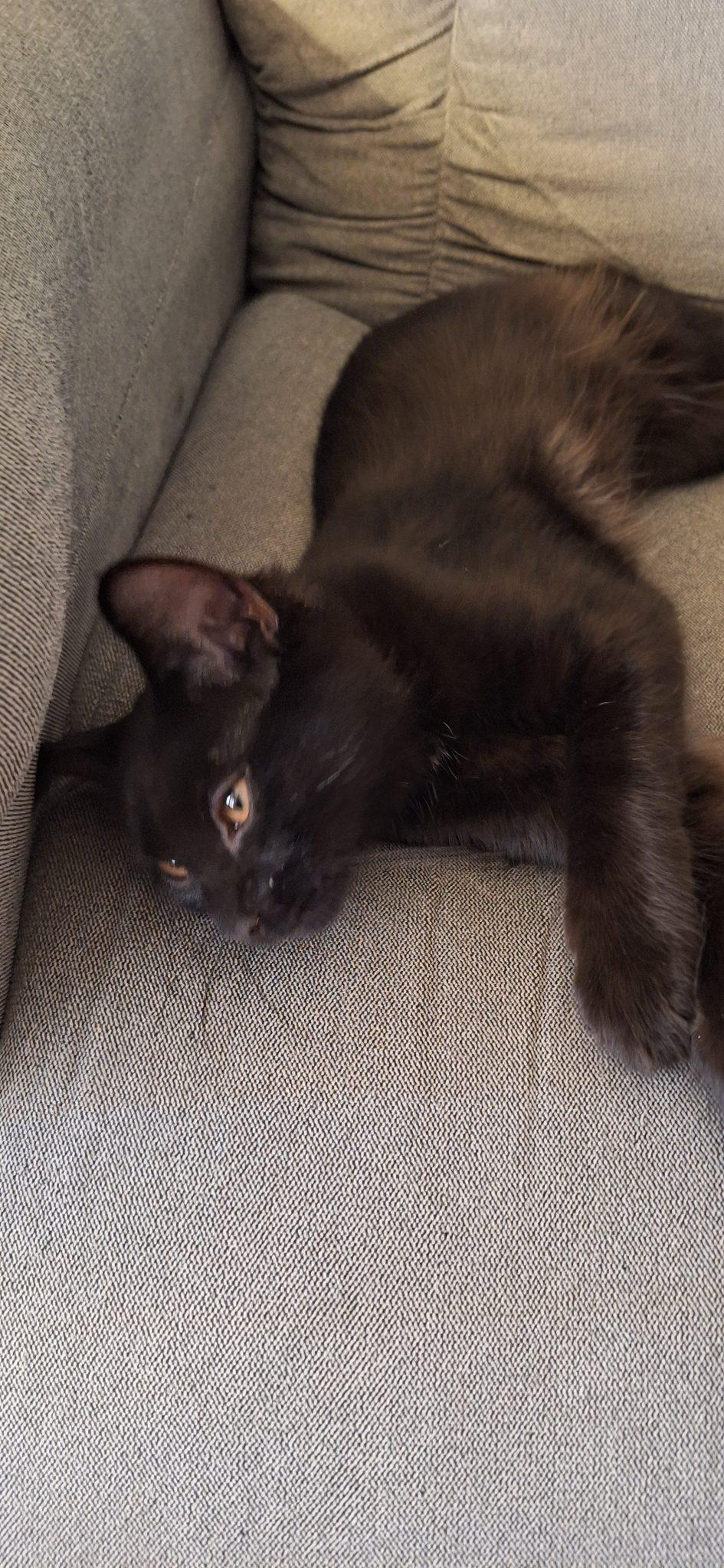 Coal