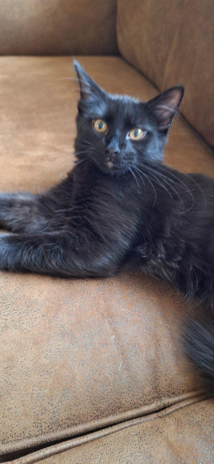 Coal, an adoptable Domestic Short Hair in Chino valley, AZ, 86323 | Photo Image 4