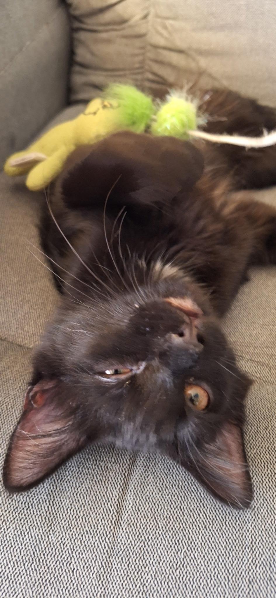 Coal
