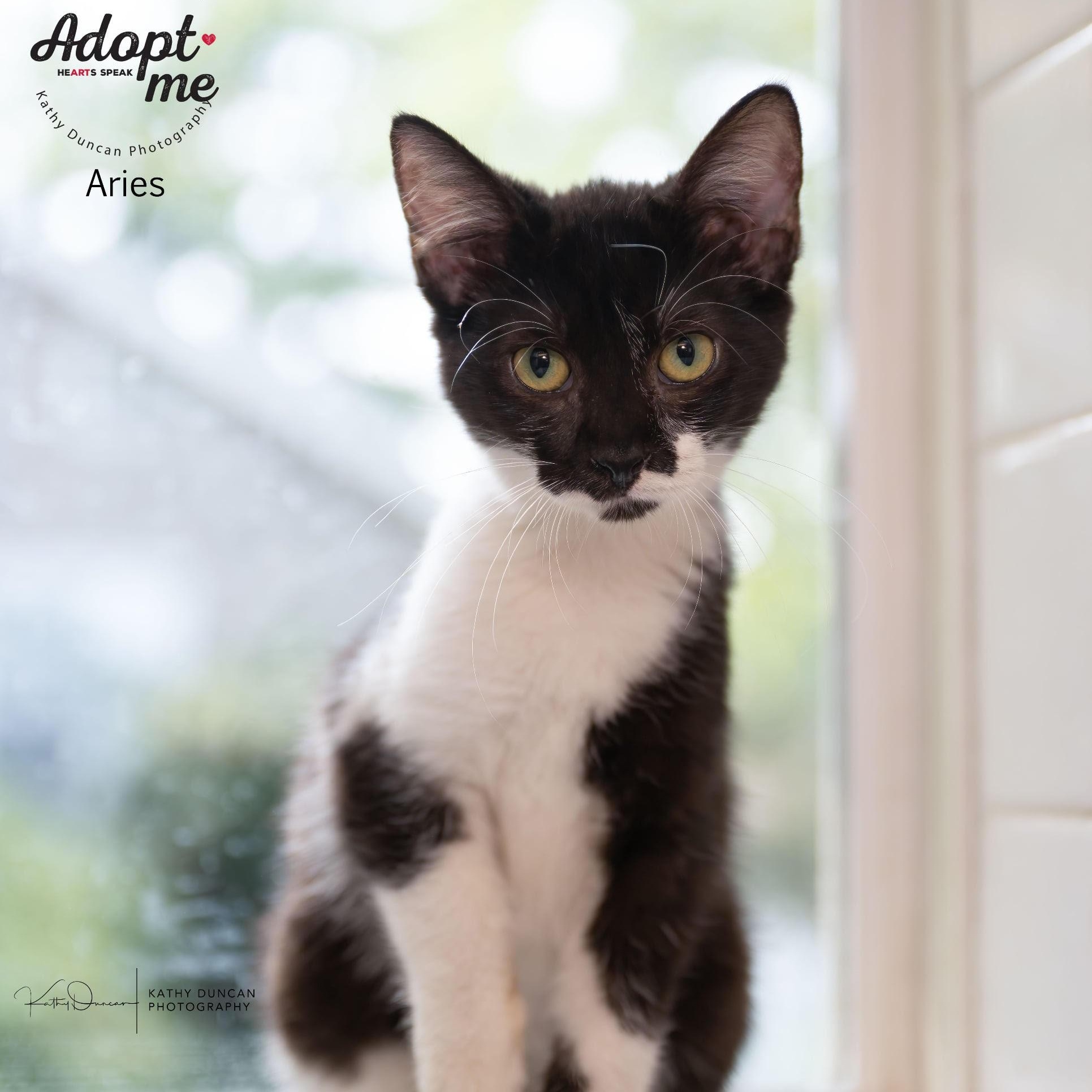 Aries, a Adoptable Domestic Short Hair in Manchester, MO image 1/2