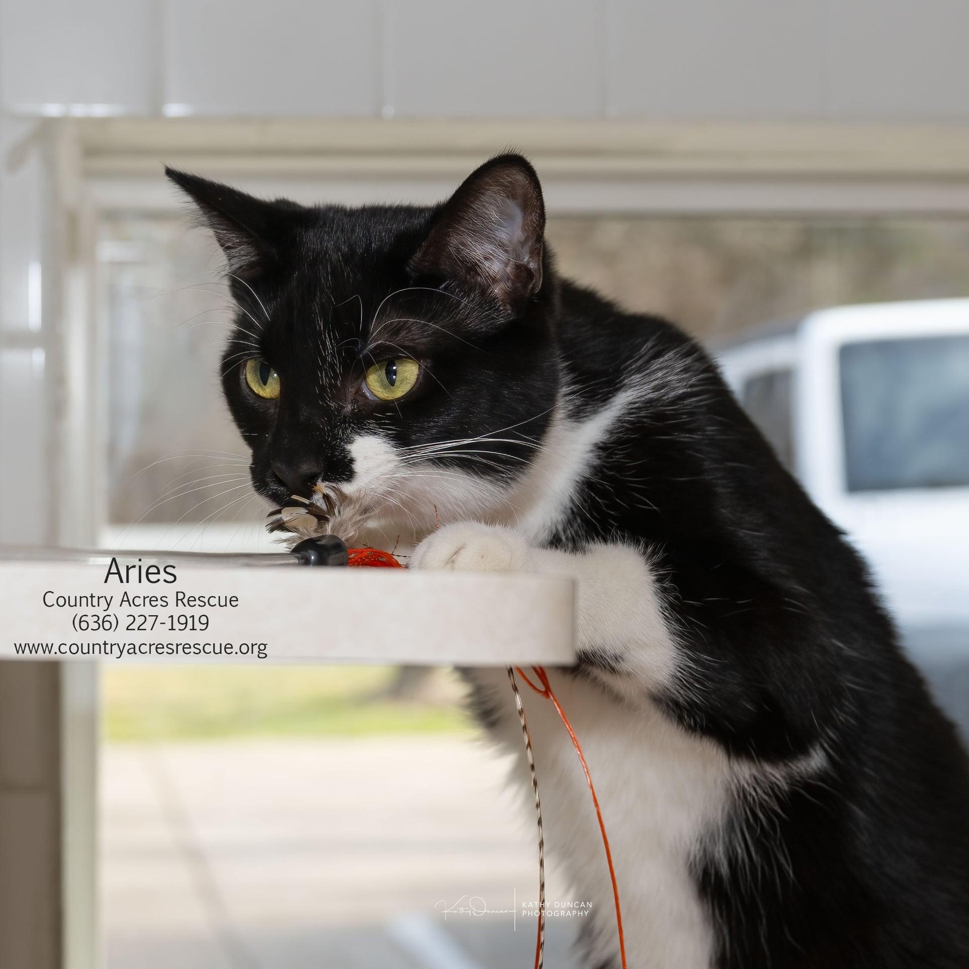 Enlarge Aries, a Adoptable Domestic Short Hair in Manchester, MO image 3/3